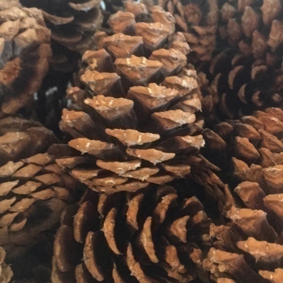 Pinecone Bundle of Montana Pinecones for crafting - Picture 4 of 7